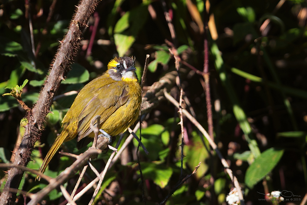 YELLOW-EARED BULBUL  (Pycnonotus penicillatus) - Stäng / close